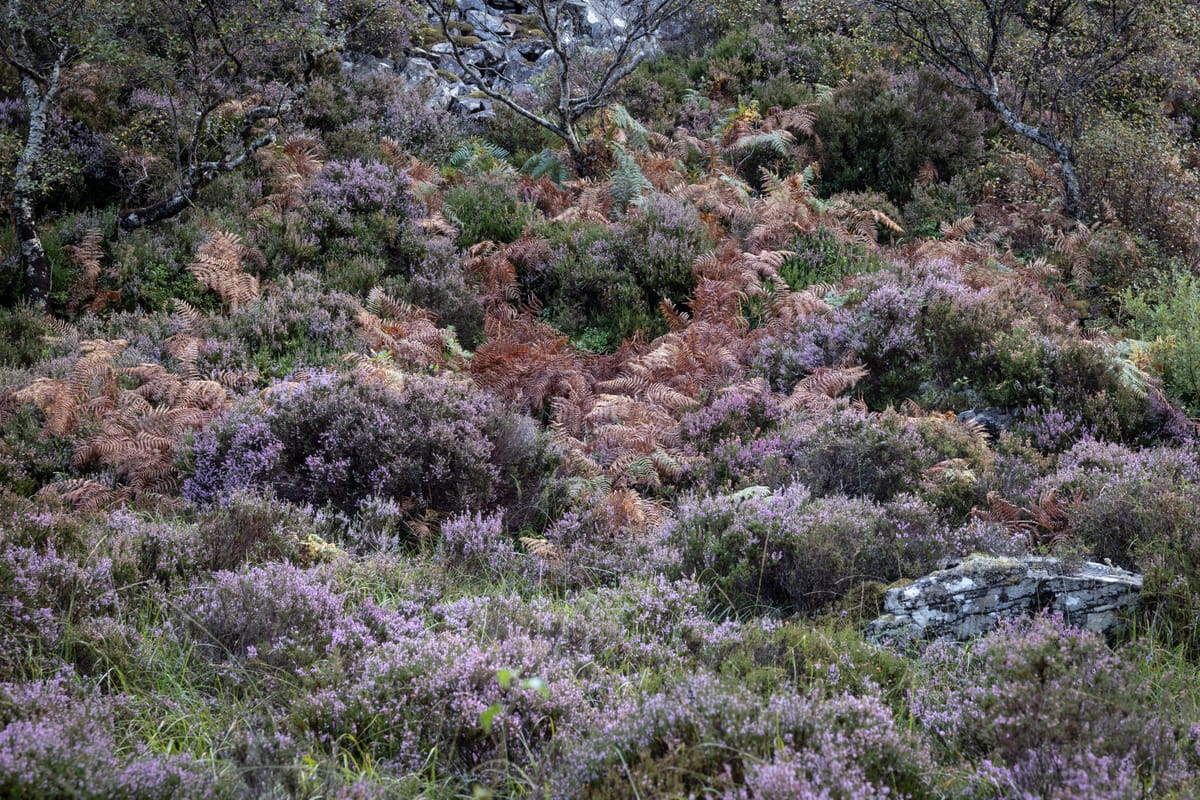 Schottland: Tag 5 - Applecross, Kinlochewe