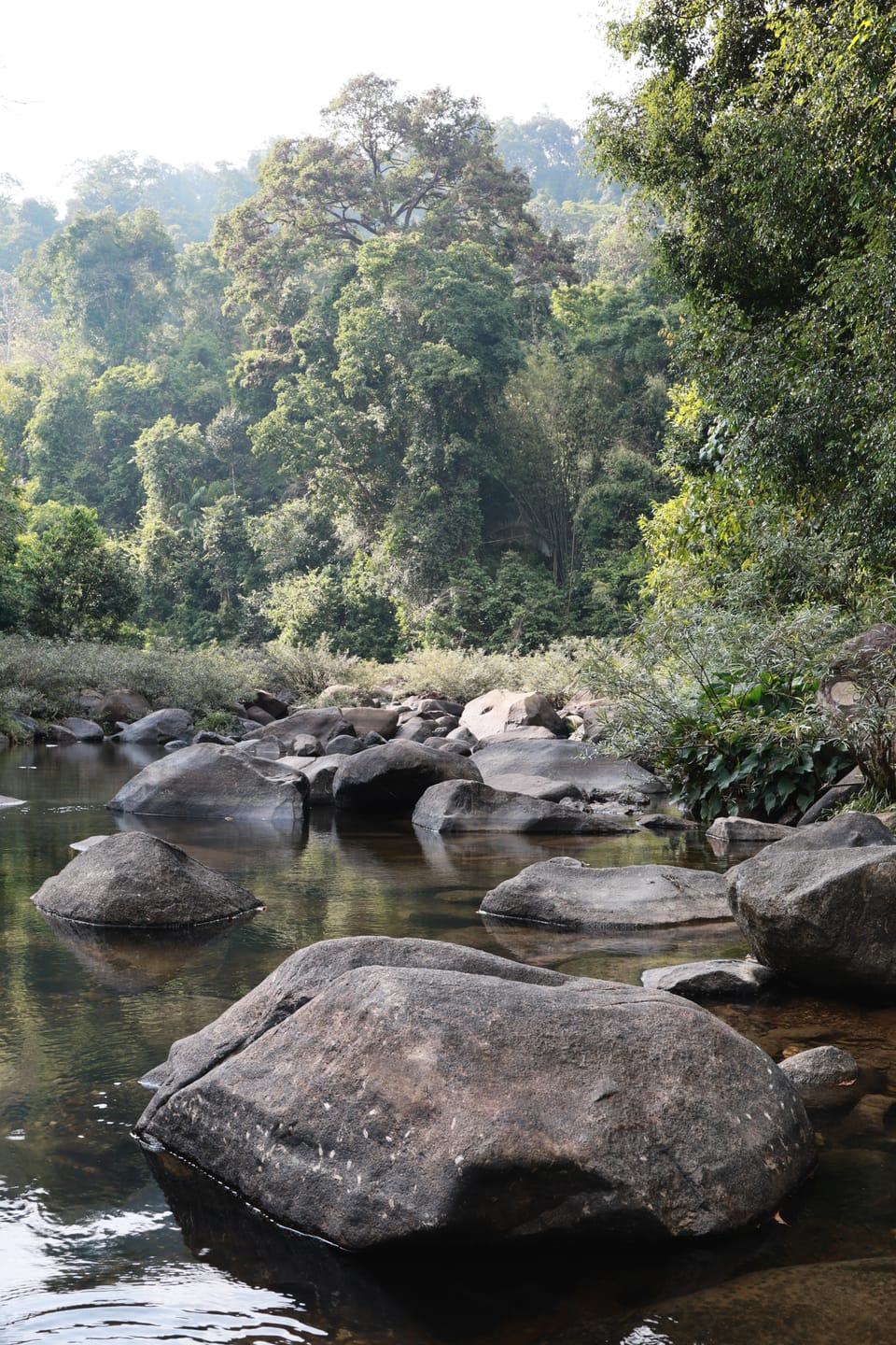 Thailand: Tag 7 - Khao Sok Dschungelwanderung